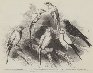 Preisgekrönte Kanarienvögel auf der Nottingham Geflügel-, Tauben-, Kaninchen- und Kanarienschau